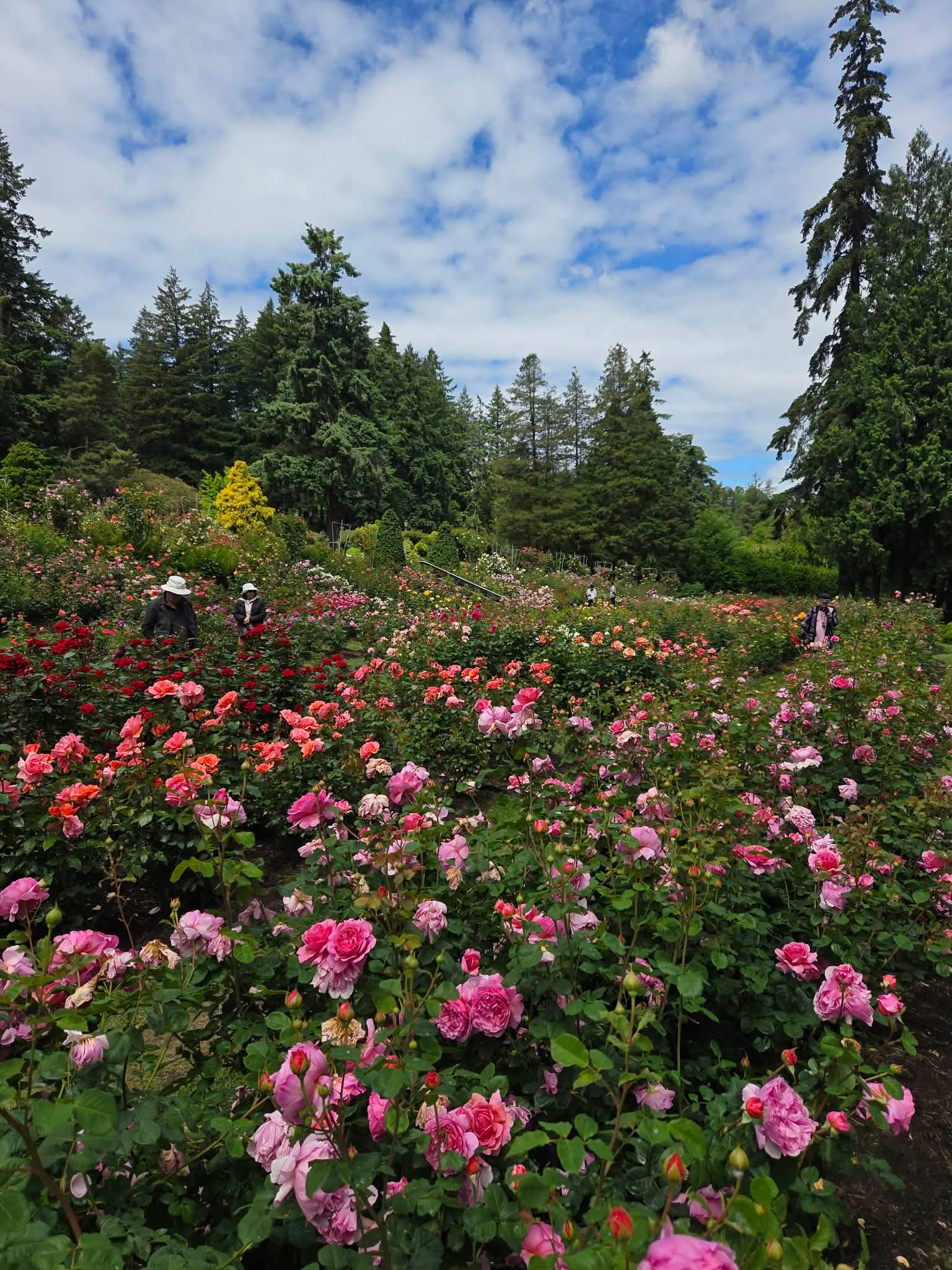 Close view of rose blooms in the International Rose Test Garden Portland Oregon in late May
